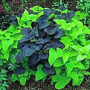 How to Grow and Care for Sweet Potato Vine – An Ultimate Guide