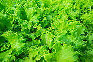 A Complete Guide on Growing and Caring of Lettuce At Home
