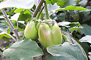 Growth Stages of Brinjal Plant – Your Green Garden
