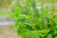 Some Amazing Uses of Mint Leaves