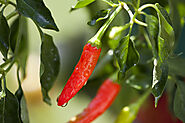 How to Grow Ornamental Pepper- An Ultimate Guide
