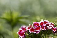 How to Grow Sweet William at Home- A Complete Guide