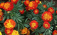 Growing And Caring Of Marigolds- A Complete Guide