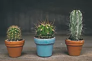 Cacti Pots
