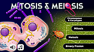 FCS - Mitosis & Meiosis - Android Apps on Google Play