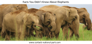 Facts You Didn't Know About Elephants