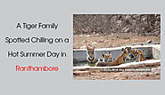 Tiger Family Spotted in Ranthambore National Park