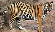 Relocation of Three Tigers to Mukundra from Ranthambore