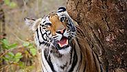 Vision of India's Inter-state Tiger Translocation Project
