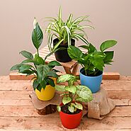 Buy Indoor Plants online from Nurserylive at lowest price.