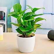 Buy Money Plant online from Nurserylive at lowest price.