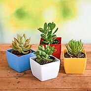 Buy Succulent Plants online from Nurserylive at lowest price.