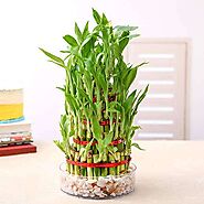 Buy Bamboo Plants online from Nurserylive at lowest price.