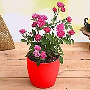 Buy Rose Plants online from Nurserylive at lowest price.