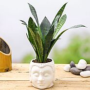 Buy Snake Plants online from Nurserylive at lowest price.