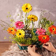 Buy Red Gum Bloom Box Flowers Online | Manuka Honey Gift Set Singapore