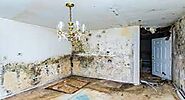 Mold is Virtually Everywhere