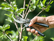 Hedge Trimming and Pruning Services in sydney