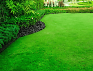 Lawn Repair | Best lawn top dressing services in Sydney