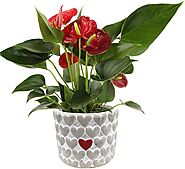 Costa Farms Live Anthurium in Love Stone Planter