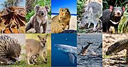 The Best Places To Visit In Australia For Wildlife Enthusiasts