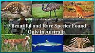 9 Beautiful and Rare Species Found Only in Australia by aussie_way - Issuu