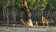 Sundarban Tour 1 Night 2 Days Package Cost – Vramantra