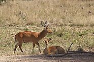 Kafue National Park