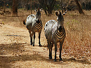 Lusaka National Park