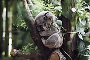 Wild koalas