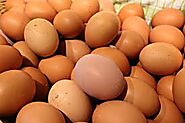 1. Eggs