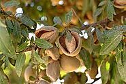 10. Almonds