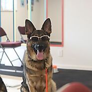 Kurtz K-9's Dog Training (kurtzk9sdogtraining) - Profile | Pinterest