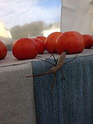 Weather Station membantu Memaksimalkan Hasil Panen Tomat