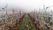 Mencegah Pembekuan pada Kebun Anggur dengan Weather Station