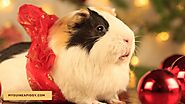 Christmas Gifts For Guinea Pigs - My Guinea Piggy