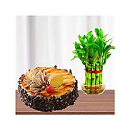 Website at https://www.myflowergift.com/plants/plant-combo/2-layer-lucky-bamboo-plant-with-1-pound-irish-coffee-cool-...