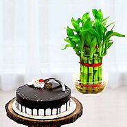 2 layer lucky bamboo plant with 1 pound choco vanilla cool cake