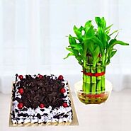 2 layer lucky bamboo plant with 1 pound white forest cool cake