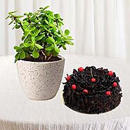1 Pound black forest cake with jade plant