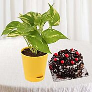Golden Money Plant with 1 pound premium black forest cool cake