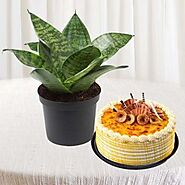 synsevieria plant with 1 pound honey cake