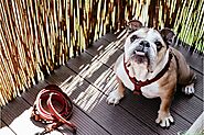 Bulldog - Facts & Information | mywagntails