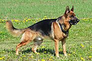 German Shepherd - Facts & Information | mywagntails