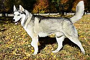 Siberian Husky - Facts & Information | mywagntails
