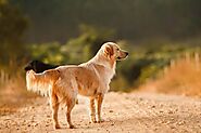 Golden Retriever - Facts & Information | mywagntails