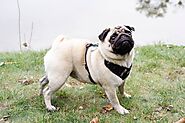 Pug - Facts & Information | mywagntails