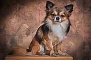 Chihuahua - Facts & Information | mywagntails