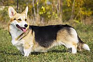 Corgi - Facts & Information | mywagntails