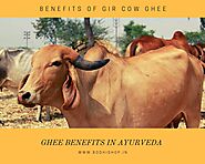 Gir Cow Ghee Benefits in Ayurveda – Bodhishop.in